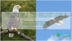 bald eagle and golden eagle distinctions