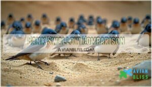 bank swallow comparison