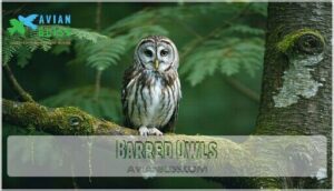 barred owls