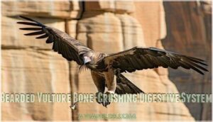 bearded vulture bone-crushing digestive system bearded vulture bone-crushing digestive system