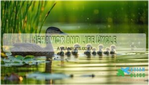 behavior and life cycle