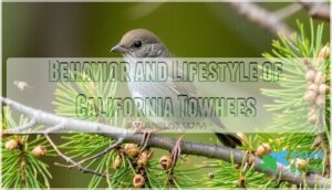 behavior and lifestyle of california towhees