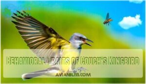 behavioral traits of couch's kingbird