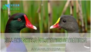 bill and shield coloration variations