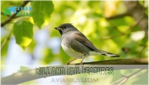 bill and tail features