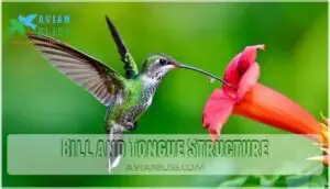 bill and tongue structure