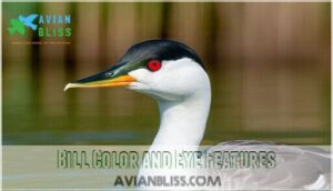bill color and eye features