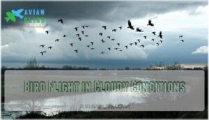 bird flight in cloudy conditions