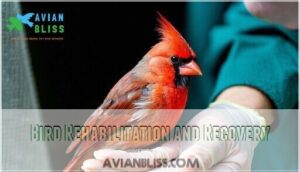 bird rehabilitation and recovery bird rehabilitation and recovery