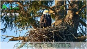 birds of prey and raptors birds of prey and raptors