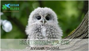 black button-like eyes