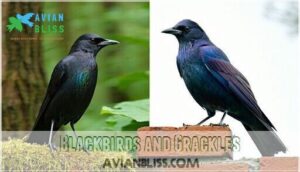 blackbirds and grackles
