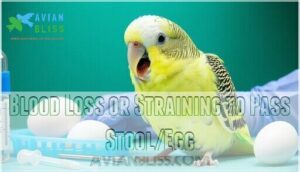 blood loss or straining to pass stool/egg