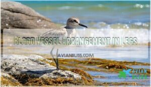 blood vessel arrangement in legs blood vessel arrangement in legs