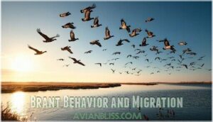 brant behavior and migration