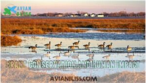 brant conservation and human impact