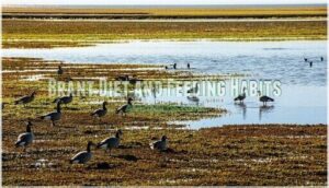 brant diet and feeding habits