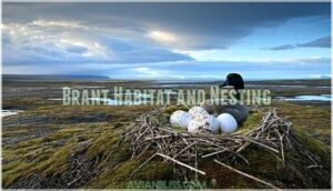 brant habitat and nesting