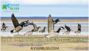 brant identification and characteristics