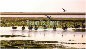 brant vs. goose