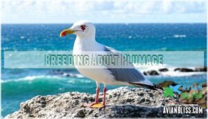 breeding adult plumage