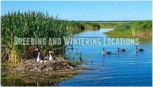 breeding and wintering locations