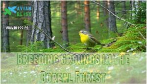 breeding grounds in the boreal forest