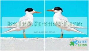 breeding vs. non-breeding plumage