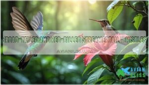 broad-tailed and red-billed streamertail whistles