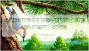 brown headed nuthatch