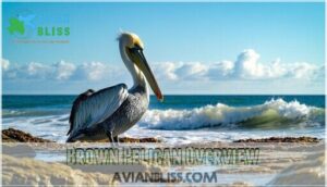 brown pelican overview