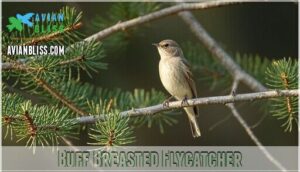 buff breasted flycatcher
