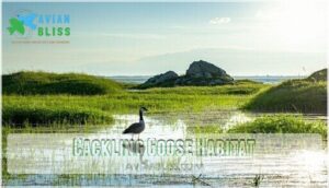cackling goose habitat