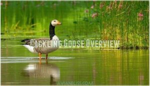 cackling goose overview