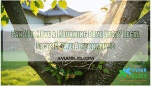 can you move a mourning dove nest can you move a mourning dove nest