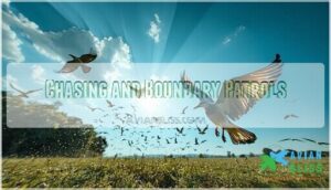 chasing and boundary patrols