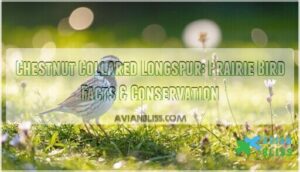 chestnut collared longspur