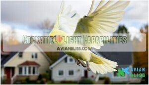 cockatiel flight capabilities