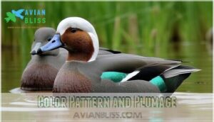 color pattern and plumage