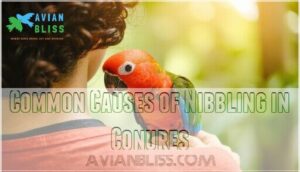 common causes of nibbling in conures