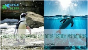common misconceptions about penguins