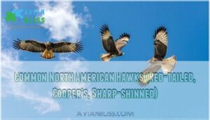 common north american hawks (red-tailed, cooper’s, sharp-shinned)