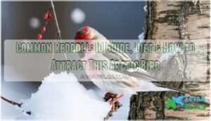 common redpoll common redpoll