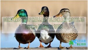 comparison of mallard black and mottled ducks