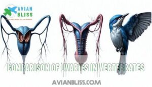 comparison of ovaries in vertebrates