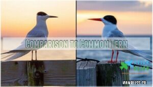 comparison to common tern