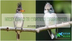 comparison to western wood pewee