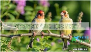 comparison with house finch