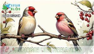 comparison with purple finch