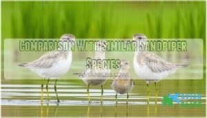 comparison with similar sandpiper species